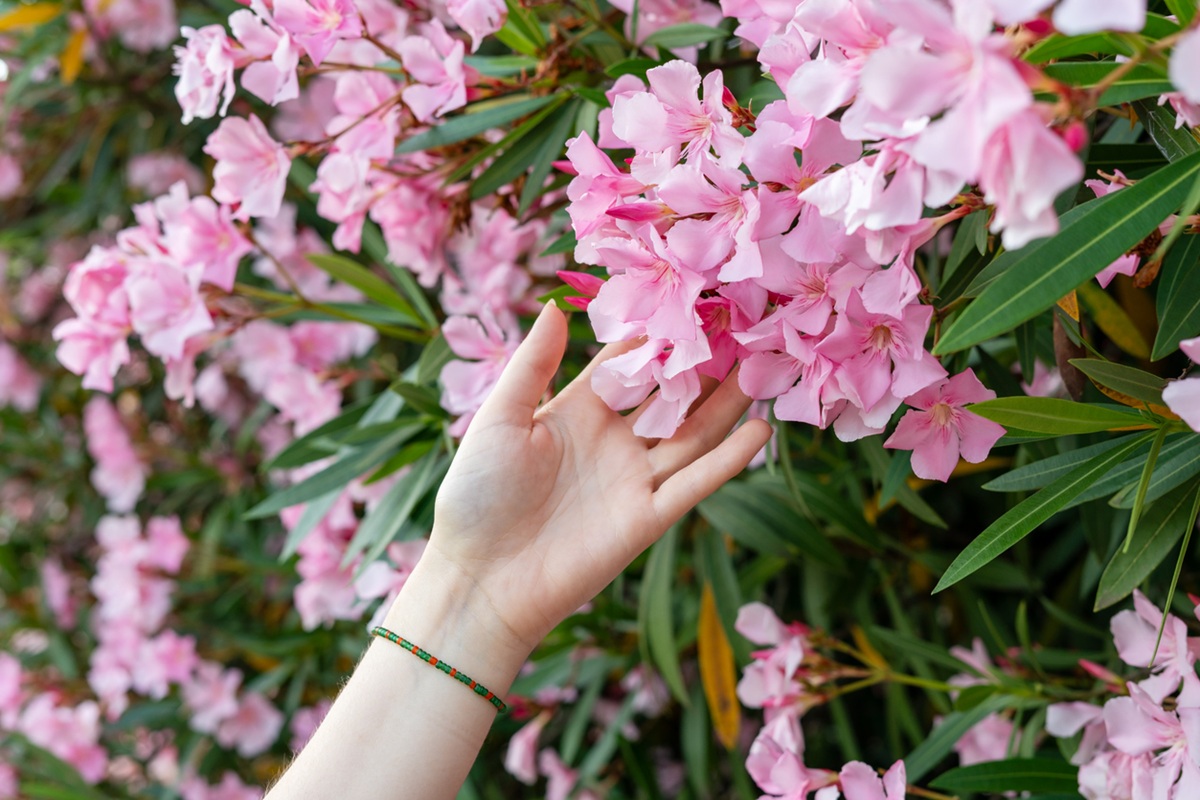 Rozkvitnutý Oleander